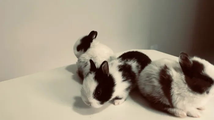 Filhotes de Coelhos Netherland Dwarf