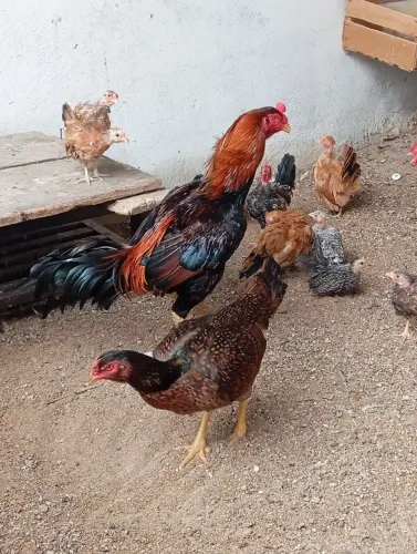 Casal de galo e galinha Raça índio