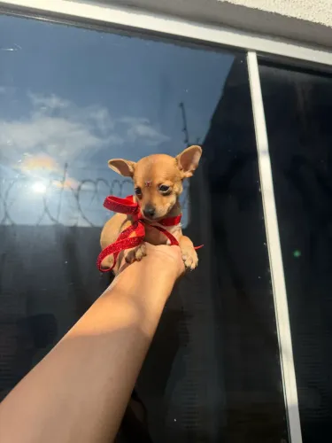 Pinscher fêmea e macho passo cartão