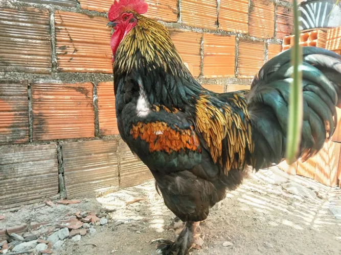 ?Ovos Galados de Alta Fertilidade (Gigante Negro x Mestiço Brahma) ? Lote Exclusivo!