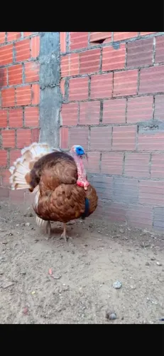 Vendo filhotes de peru Bourbon Red com um mês de vida já vermifugado