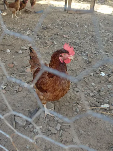 Galos e galinhas 
