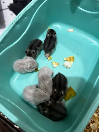 Hamster filhote anão russo