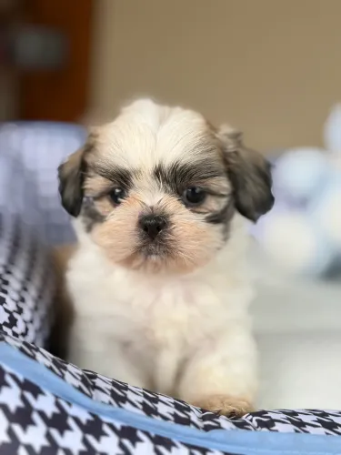 Shihtzu machinhos! Até 12x no cartão, Entrego e Parcelo