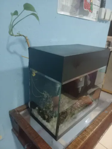 Aquário perfeito, com luz, bomba e ornamentação 