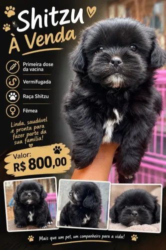 Filhote Shih Tzu fêmea