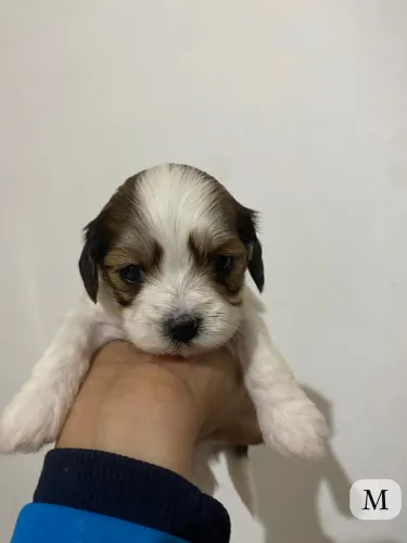 Lhasa apso 