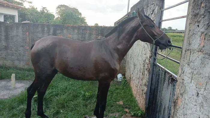 Cavalos 