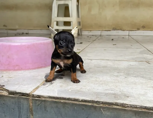Pinscher 0 Filhote Fêmea com Pedigree