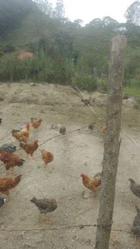 Vendo galinha caipira galos garnisé frangos novos