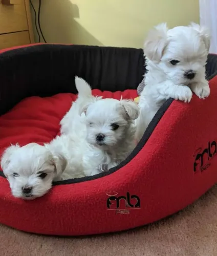 Maltês "Não quero companhia."