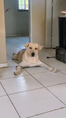 Procura-se namorada para meu Labrador