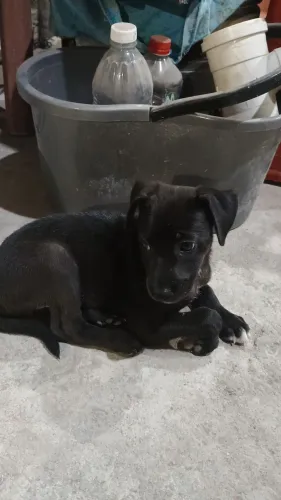 Cachorro para adoção 