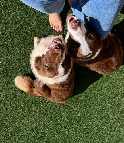 Filhotes de border collie