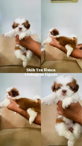 Shih Tzu 