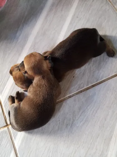Vendo filhotes de pinscher