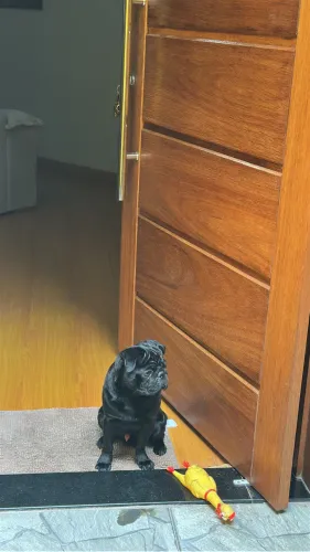 Pug macho preto