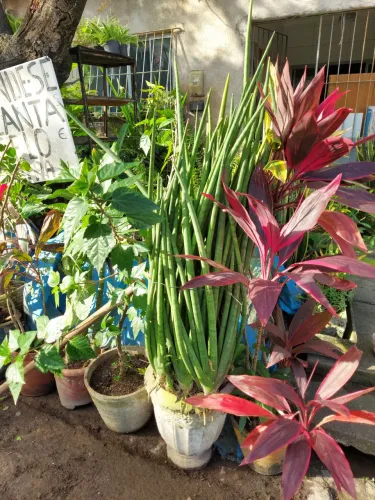 Plantas