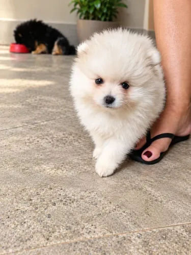Lulu da Pomerânia Anão 