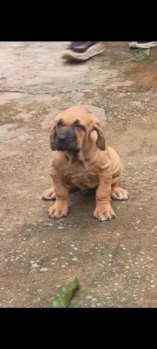 Fila Brasileiro Fêmea P.O