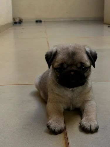 Filhotes de pug