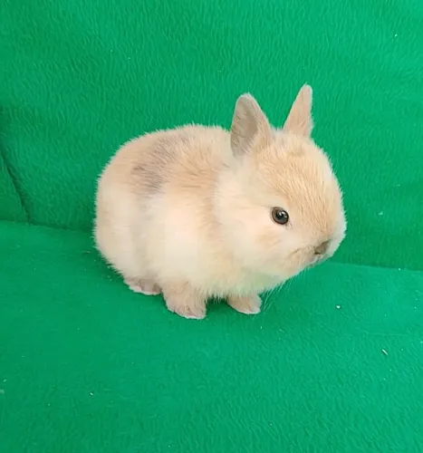 Coelho anão Netherland Dwarf