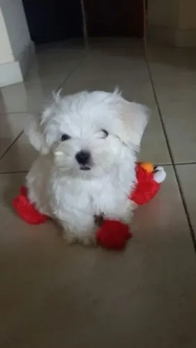 Maltês Filhotinho cheio de carisma