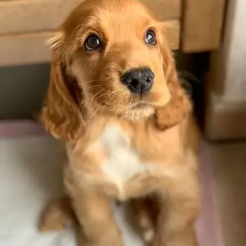 Cocker filhotes venha conferir e se apaixonem