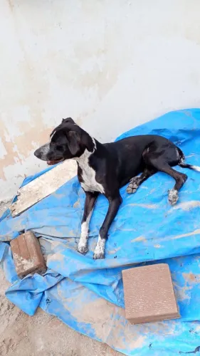 Cachorro para doação 