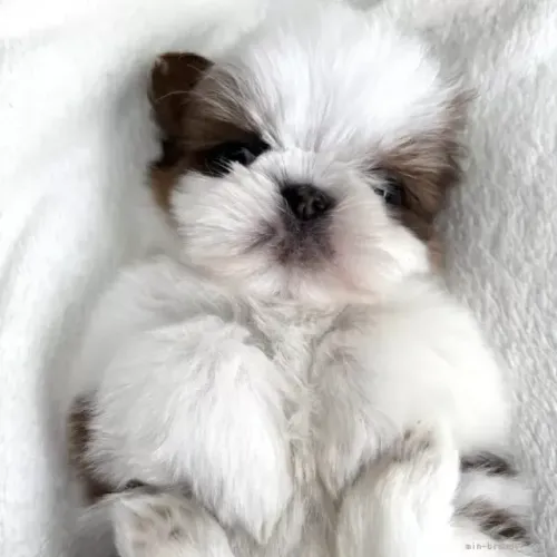 Bebezinho shih tzu/shitzu super saudável dócil e carinhoso