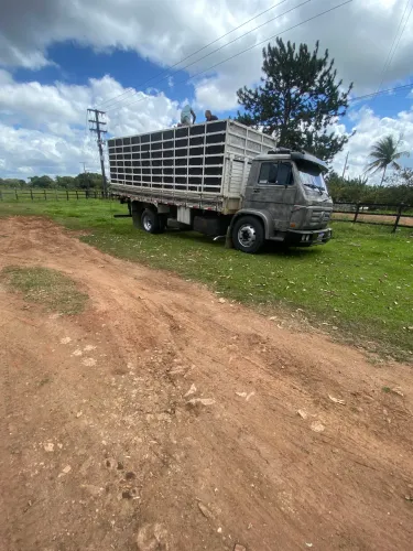 Vaca parida Bezerra Nelore boi cavalos transporte para toda região
