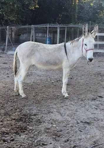 Leia com atenção "muito barato"