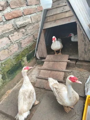 Patos