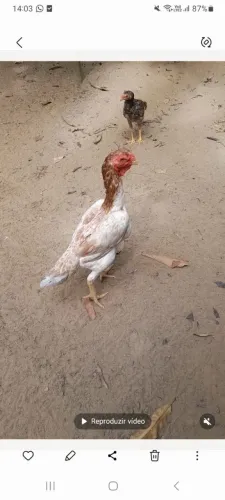 Vendo 