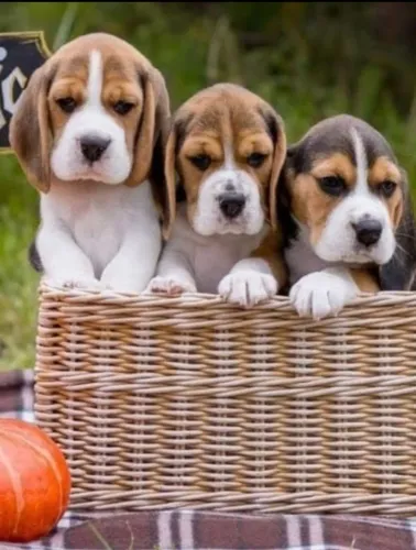 Fascinantes filhotes de Beagle