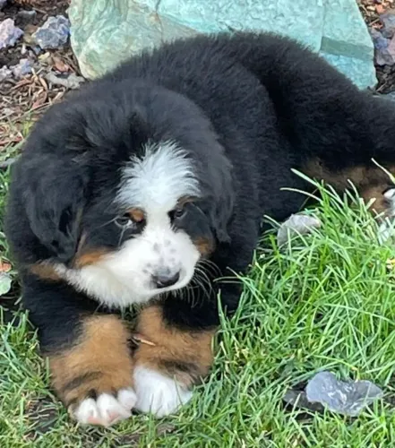 Filhotes de Bernese | Patinhas fofas e um coração gigante de amor.