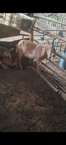 Vendo cabritas 