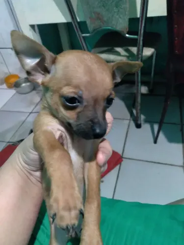 Filhote de pinscher macho