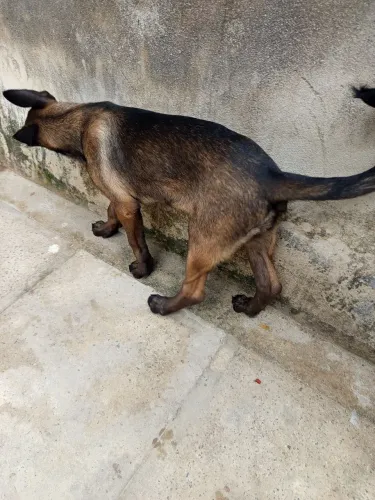 Belga