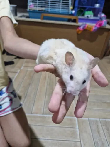 Filhote de hamster