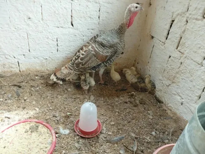 Filhotes de peruas bonitos e sudáveis