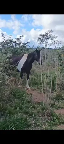 Cavalo pampa