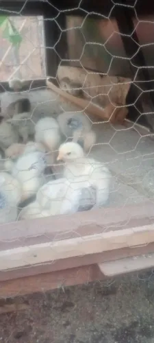Vendo pintinhos mestiço de índio gigante