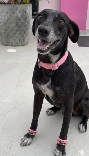 Cadela fêmea castrada para adoção