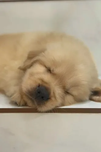 Filhotes tops Golden Retriever PEDIGREE 
