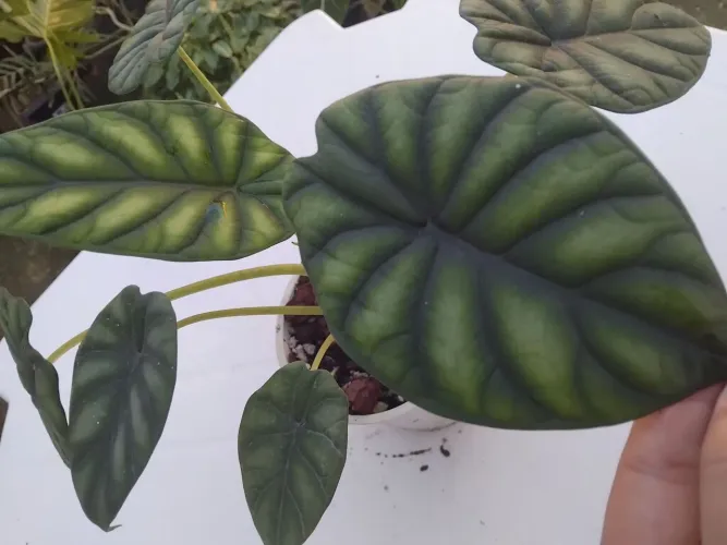 ALOCASIA DRAGON SCALE