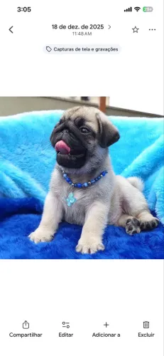 Pug legítimos 