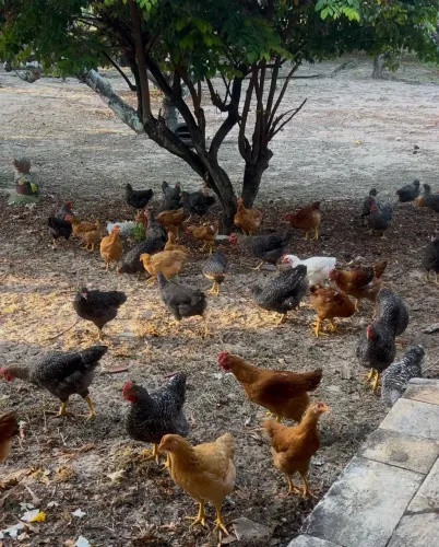 Frangas e  Frangos   Carijó  e  Pesadão 