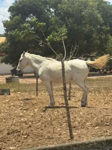 Cavalo bacheiro muito bom!