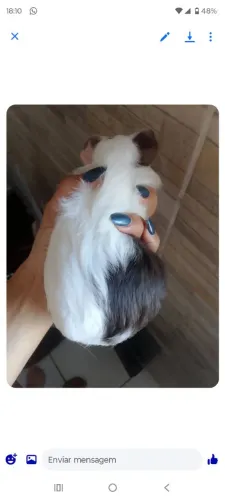 porquinho macho